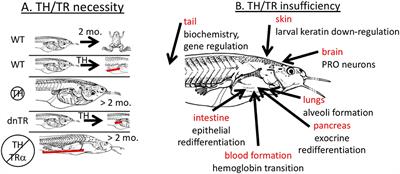 Which organ in a frog has a function similar to the function of lungs in a bird?